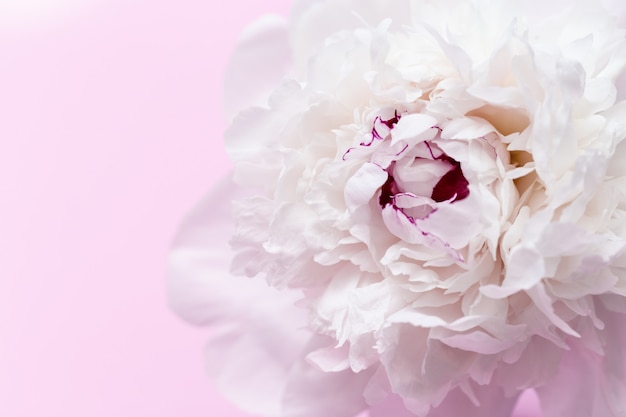 Beautiful floral background from white peonies