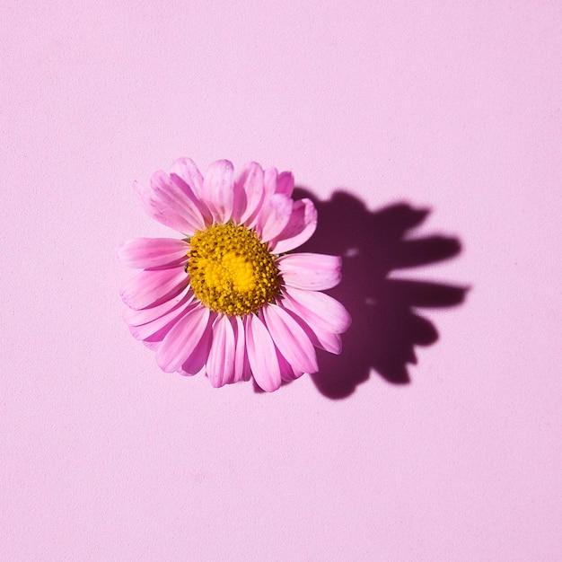 Beautiful floral background in lilac colors with aster flowers