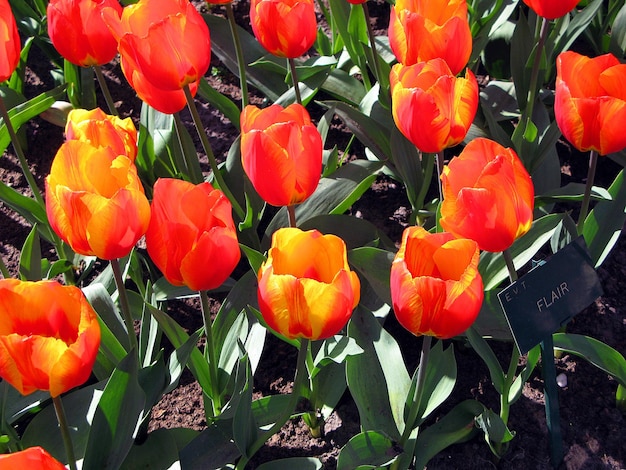 Beautiful floral background, orange tulips and greenery, a large orange flower bed 