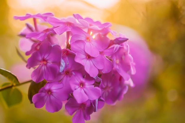 Beautiful floral background purple phloxes in flowering season