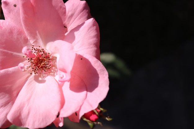 Beautiful floral background wit blooming pink rose