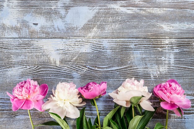 Bellissimo sfondo floreale con fiori di peonia fresca su tavole di legno