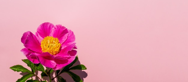 Красивая цветочная композиция из пионов. Розовый цветок пиона на пастельной розовой предпосылке. Плоская планировка, вид сверху, копия пространства, баннер