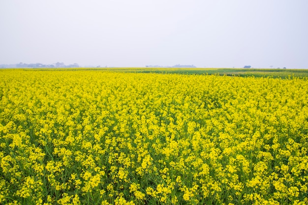 バングラデシュの田舎の野原にある菜の花の美しい花の風景を見る