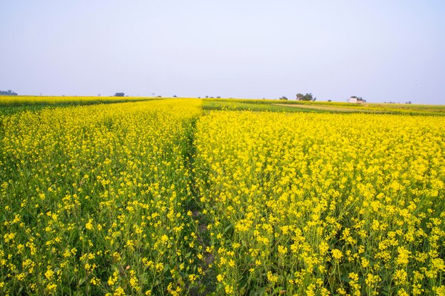 バングラデシュの田舎の野原にある菜の花の美しい花の風景を見る