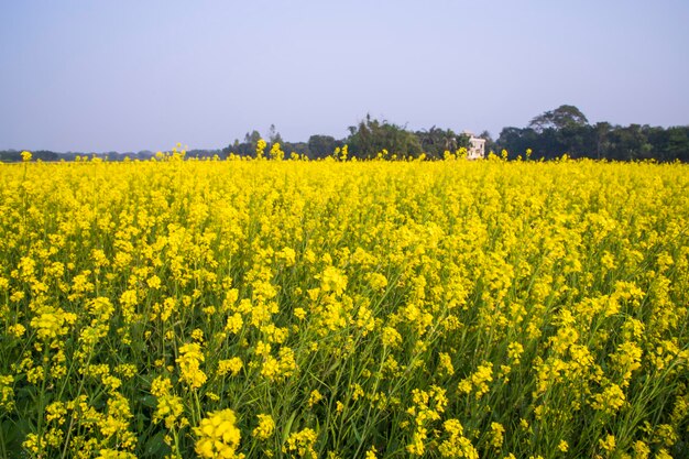 Beautiful floral landscape view of rapeseed in a field with blue sky in the countryside of bangladesh