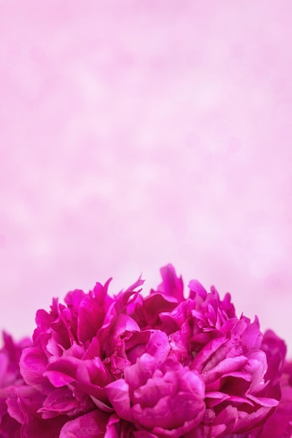 Beautiful floral nature background from red purple peony Tender flower petals close up Natural
