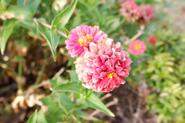 Photo beautiful floral panorama as a background