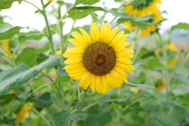 Beautiful floral panorama as a background