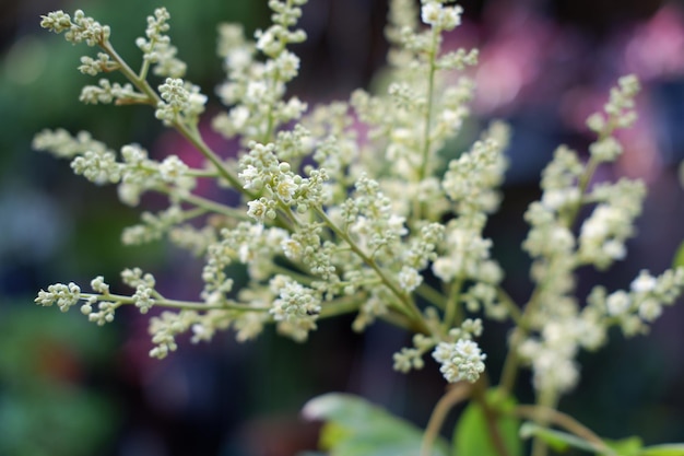 Photo beautiful floral panorama as a background