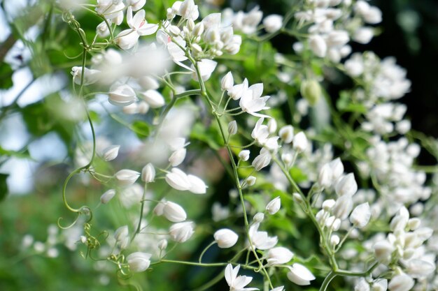 beautiful floral panorama as a background