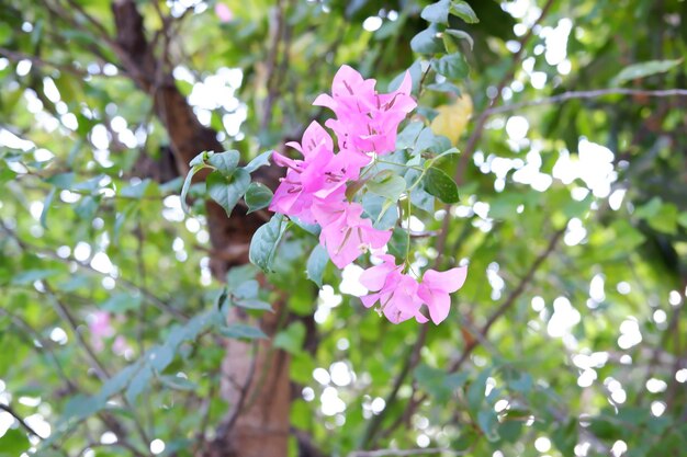 Photo beautiful floral panorama as a background