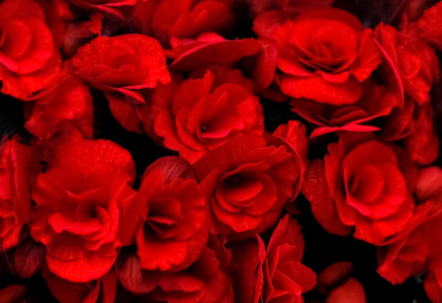 사진 붉은 베고니아의 아름다운 꽃무늬. 선택적 초점입니다.