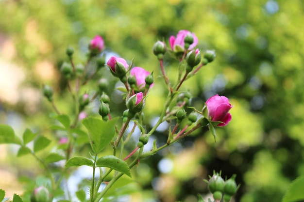 Фото Красивый цветочный снимок бутонов розовых роз на фоне пышной зелени