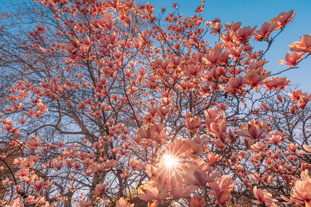 自然の美しい花春の抽象的な背景夢のようなピンクのマグノリアの咲く枝