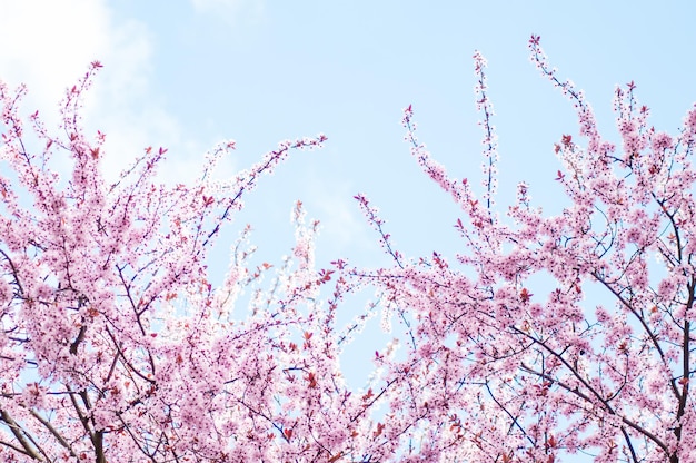 beautiful floral spring gentle  background.