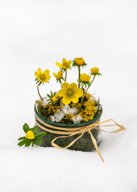 Beautiful floristic arrangement with yellow Winter aconite wildflowers in a glass jar in the snow