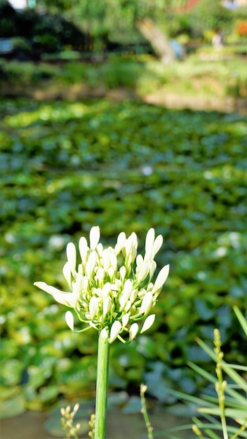 Beautiful flower of Agapanthus africanus also known as lily of the nile African blue lily