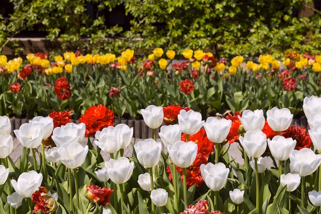 Beautiful flower alley