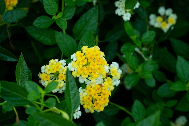 美しい花の背景、カラフルな自然