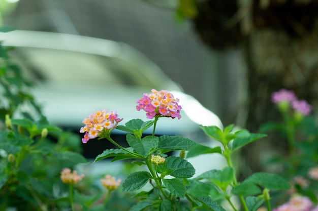 美しい花の背景、カラフルな自然