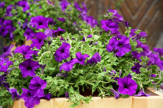 写真 美しい屋外の花壇