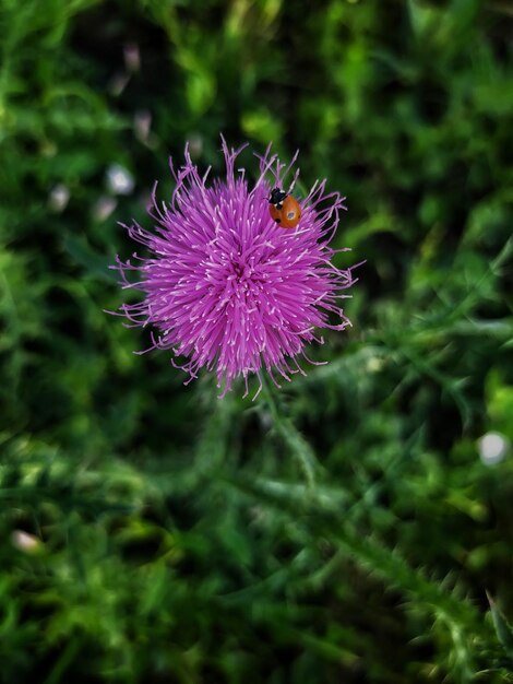 beautiful flower bloom