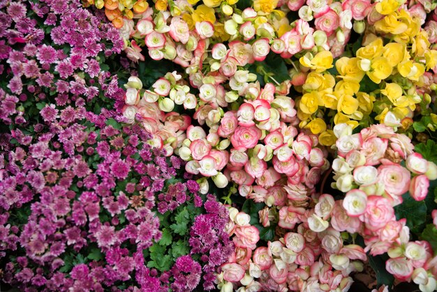 美しい花。花の背景として庭に咲く色とりどりの花