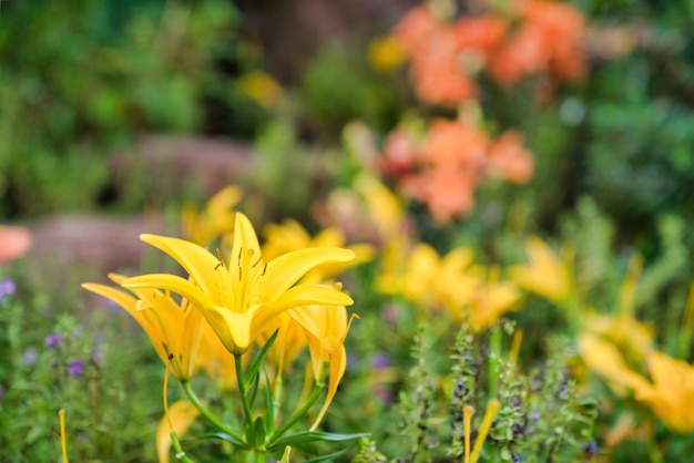 Beautiful flower blooming in garden