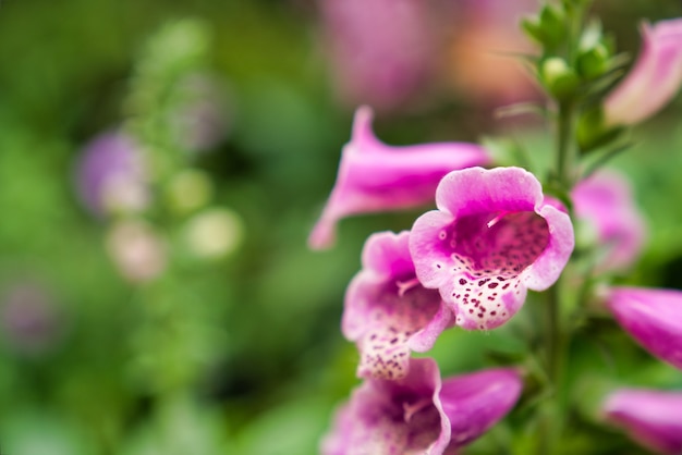 Beautiful flower blooming in garden