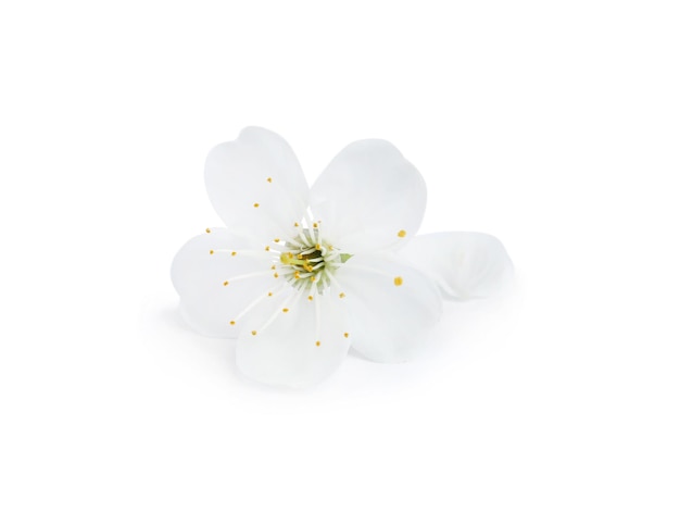 Beautiful flower of blooming spring tree on white background