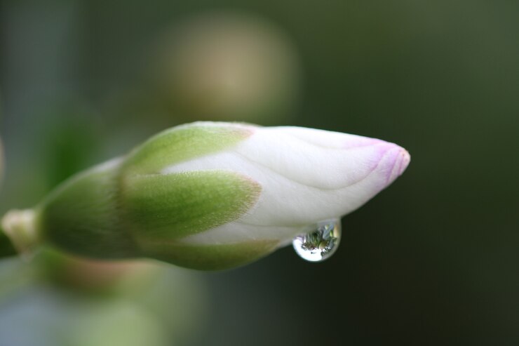 美しい花が咲く