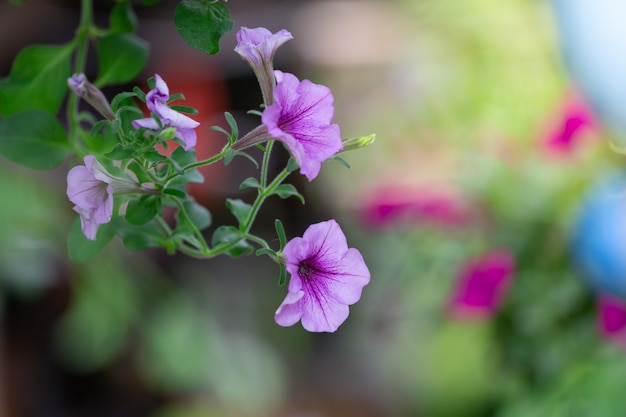  Beautiful flower blur garden background.