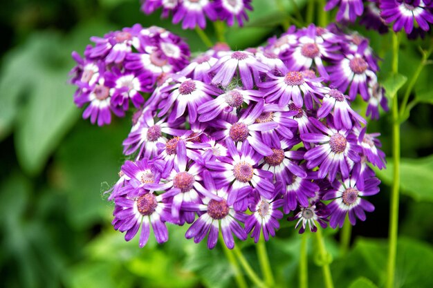 花や自然の背景として屋外の庭の緑の葉と美しい花の花束紫の色