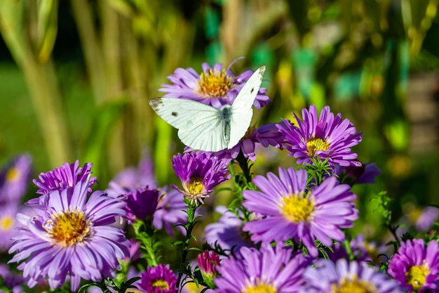 Beautiful flower butterfly monarch on background meadow