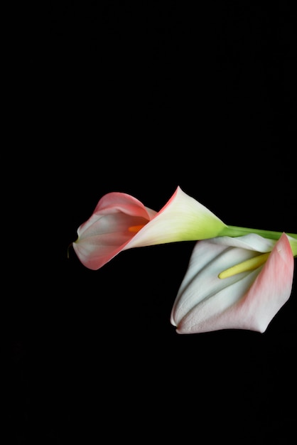 Beautiful flower calla lily