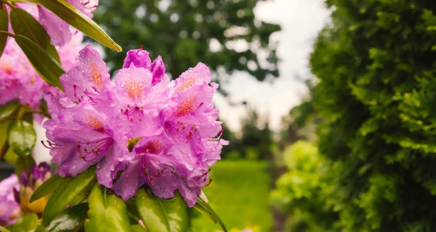 Beautiful flower Catawba rosebay Rhododendron catawbiense against the background of emerald thuja