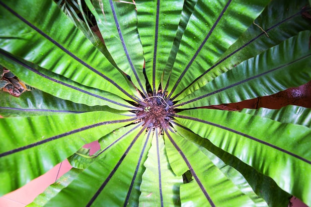 美しい花、セイロン熱帯植物のトップビュー。スリランカの自然風景