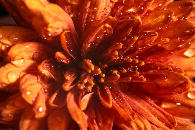 Beautiful flower of chrysanthemum. 