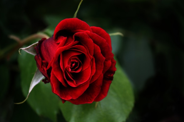 Beautiful flower close up view on dark background