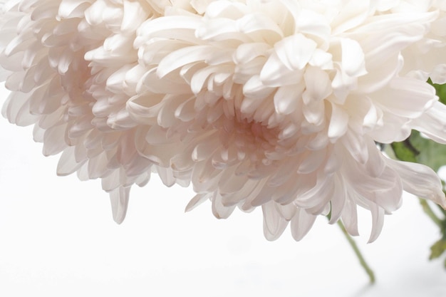Красивая цветочная концепция Цветущая белая большая хризантема на белом фоне