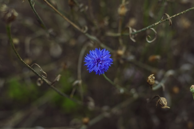 Beautiful flower cornflower in summer in the garden