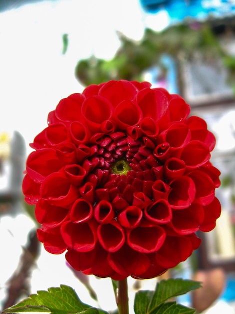 A beautiful flower of Dahlia