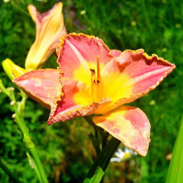 Bellissimo fiore di daylily in giardino sullo sfondo di un prato e di margherite. aiuole