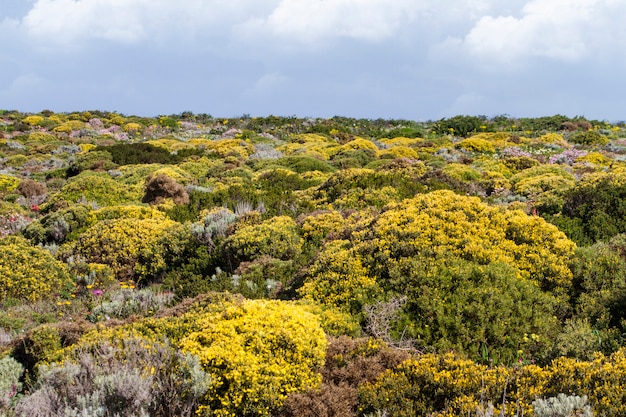 Beautiful flower field in Sagres