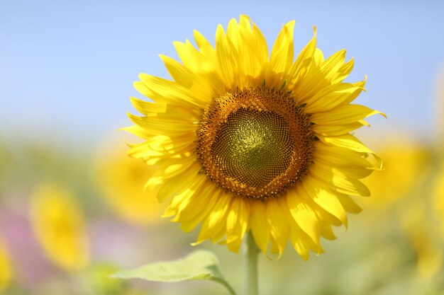 Foto bellissimo fiore fiorente albero bella natura bella prateria bella bella autunno