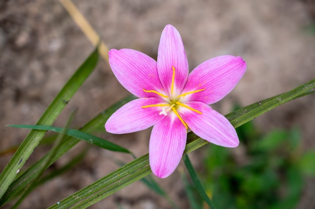 Un bel fiore in piena fioritura