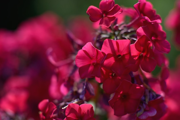 Beautiful Flower in the garden in the summer