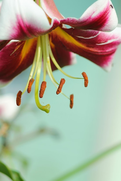 Beautiful Flower in the garden in the summer