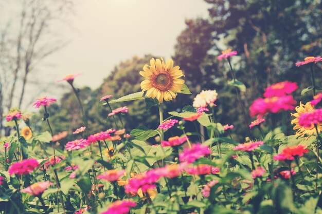 beautiful flower in garden and sunset